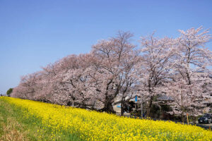 Kumagaya Sakura Tsutsumi